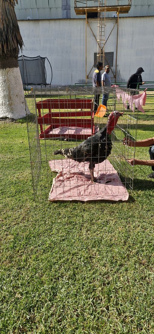 Granjita de Fiesta Party Rental en un evento en San Luis Potosí — foto 1
